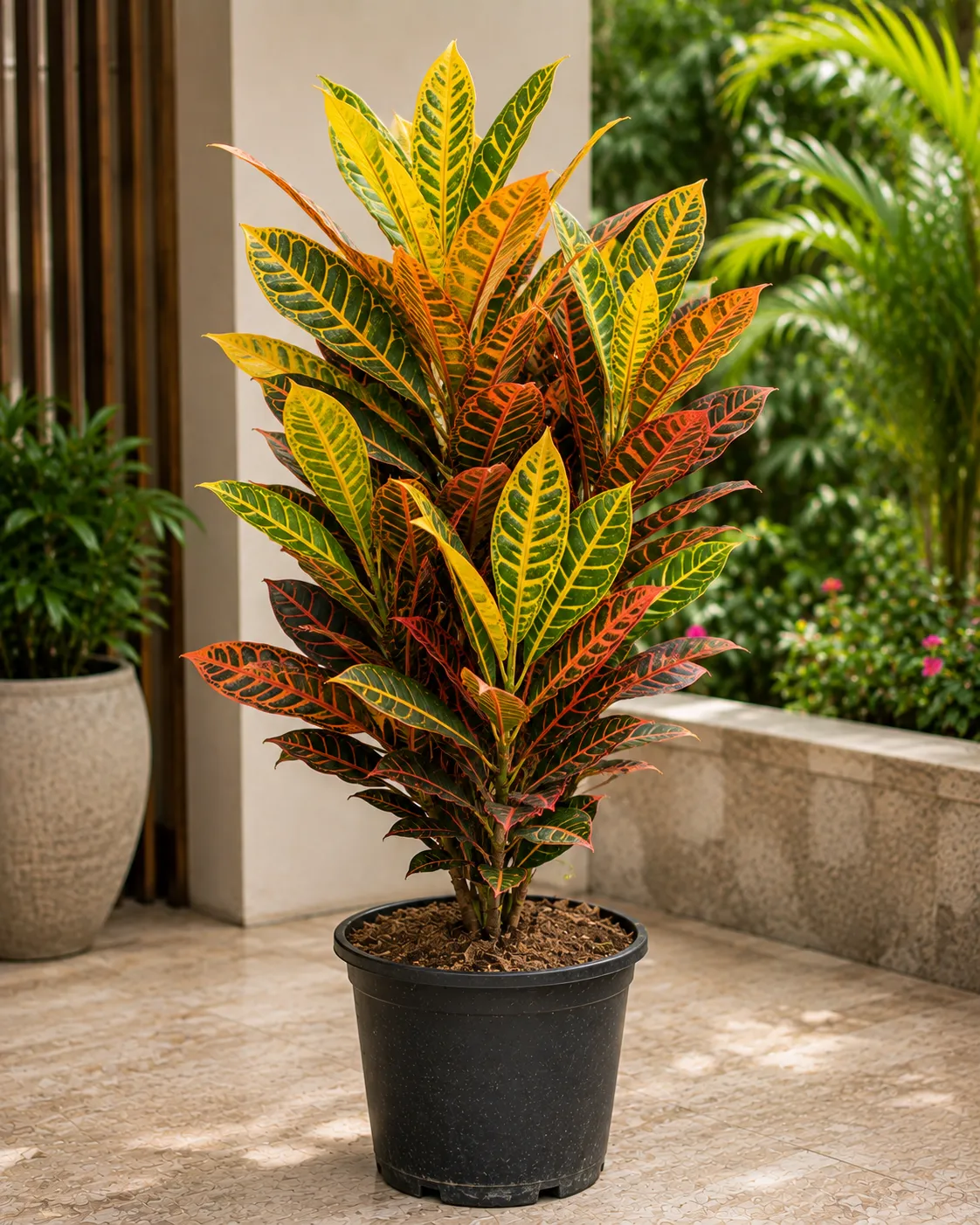 Thujaa Croton